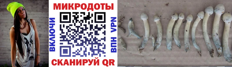 Псилоцибиновые грибы Psilocybine cubensis  Мытищи 